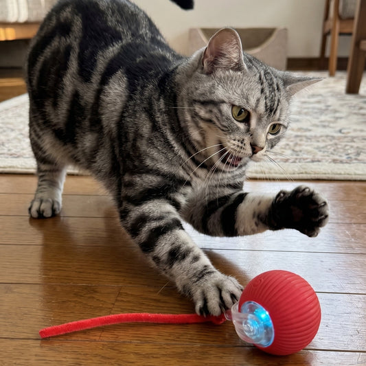 Rechargeable Interactive Cat Ball — Keeps Your Cat Entertained for Hours
